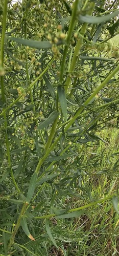 Artemisia dracunculoides (Russian tarragon) — photo