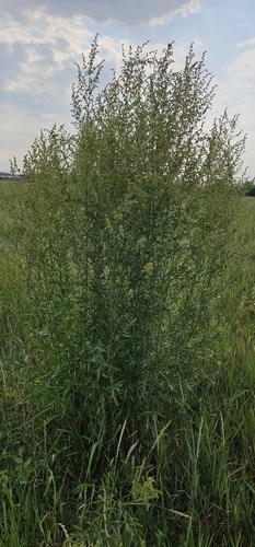 Artemisia dracunculoides (Russian tarragon) — photo