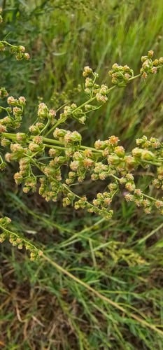 Artemisia dracunculoides