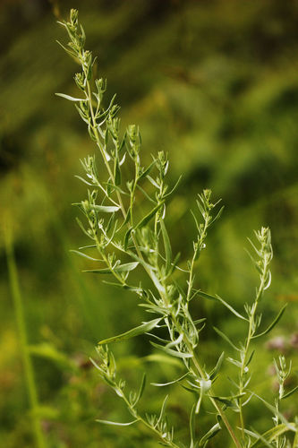 Artemisia dracunculus (Tarragon) — photo
