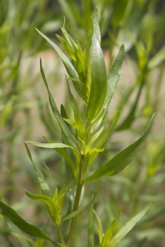 Artemisia dracunculus (Tarragon) — photo