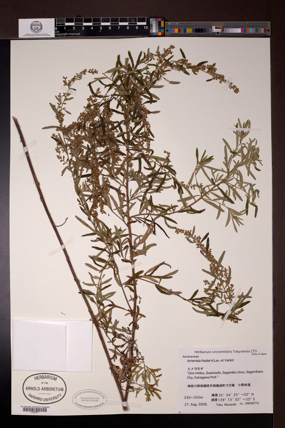 Artemisia feddei — photo