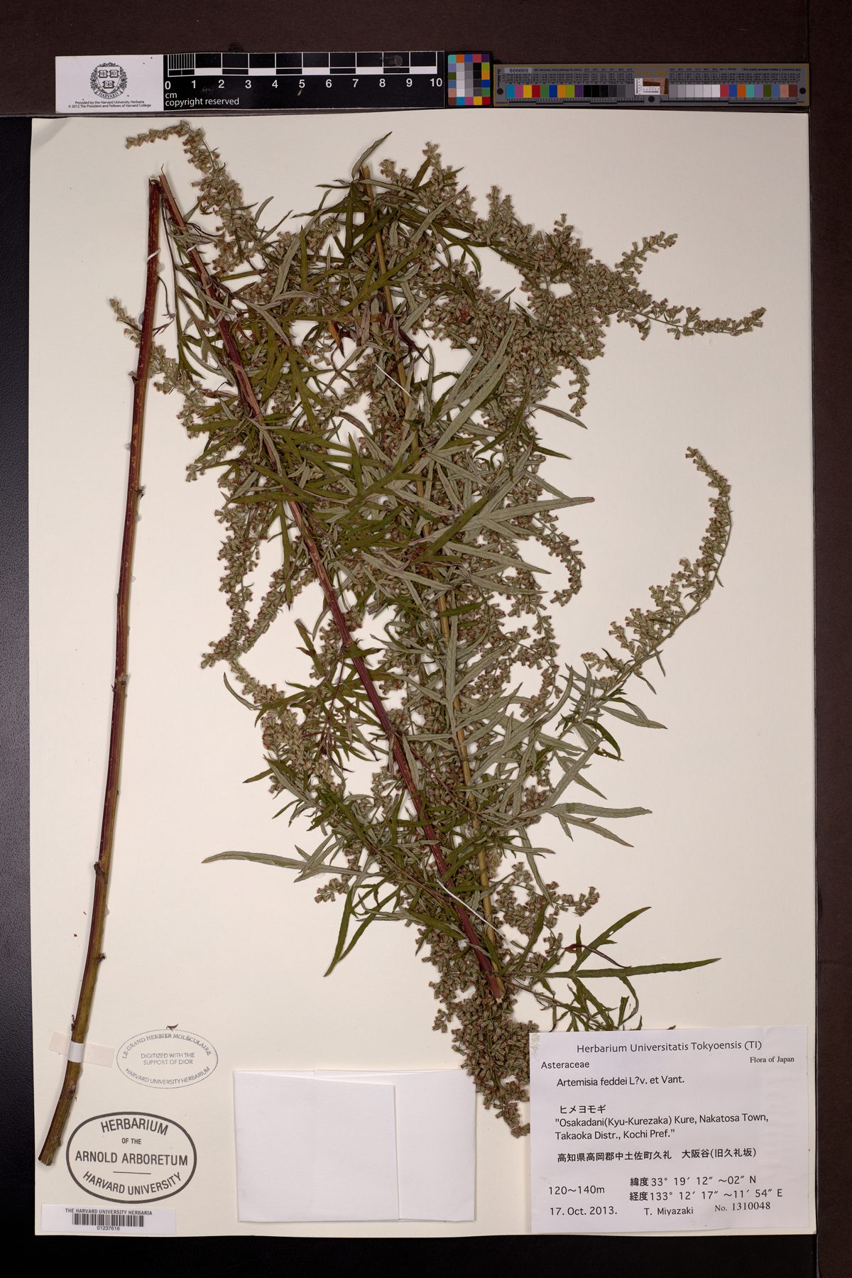 Artemisia feddei