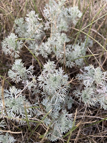 Artemisia frigida (Fringed wormwood) — photo