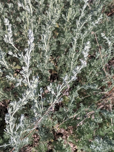 Artemisia frigida (Fringed wormwood) — photo