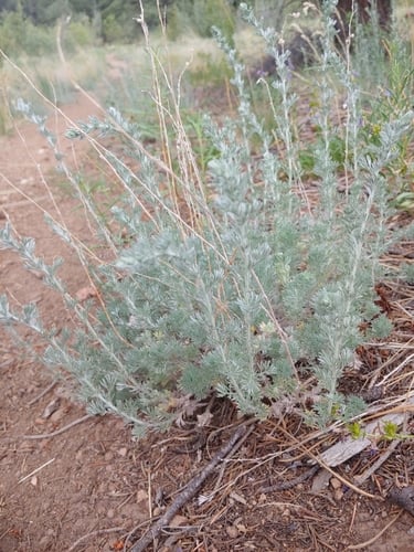 Artemisia frigida