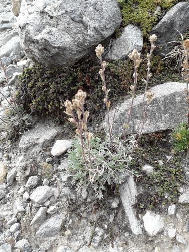 Artemisia genipi (Spiked wormwood) — photo