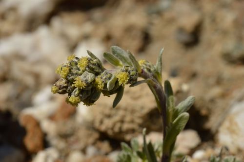 Artemisia genipi (Spiked wormwood) — photo