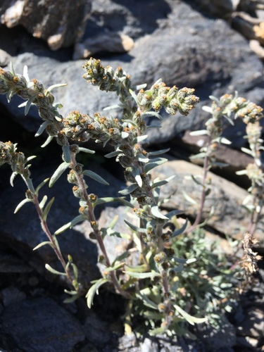 Artemisia genipi