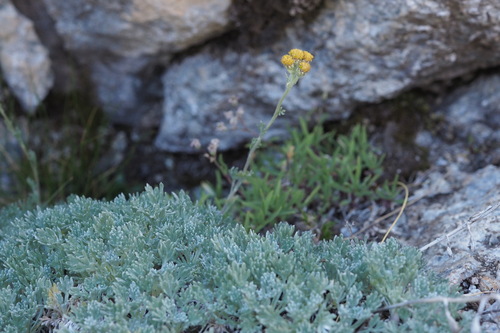 Artemisia glacialis (Creeping wormwood) — photo