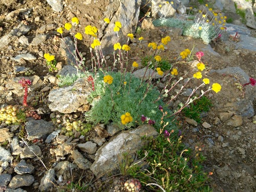 Artemisia glacialis (Creeping wormwood) — photo