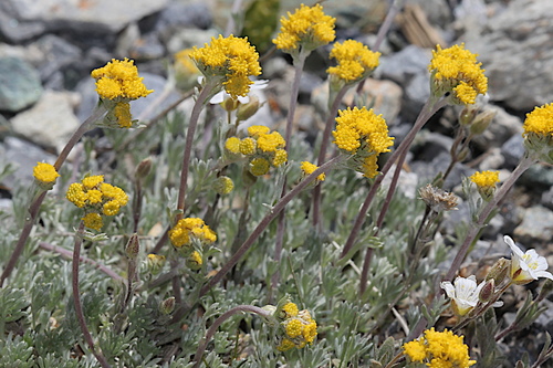 Artemisia glacialis