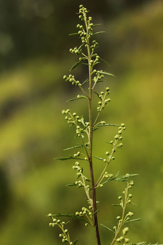 Artemisia gmelinii (Russian wormwood) — photo