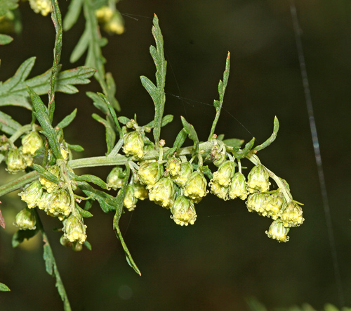Artemisia gmelinii (Russian wormwood) — photo