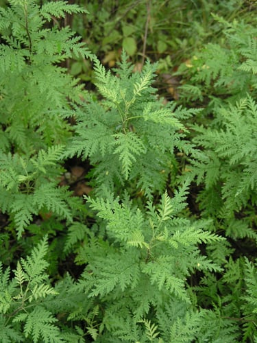 Artemisia gmelinii