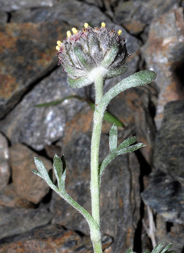 Artemisia granatensis — photo