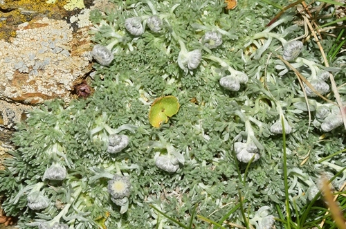 Artemisia granatensis