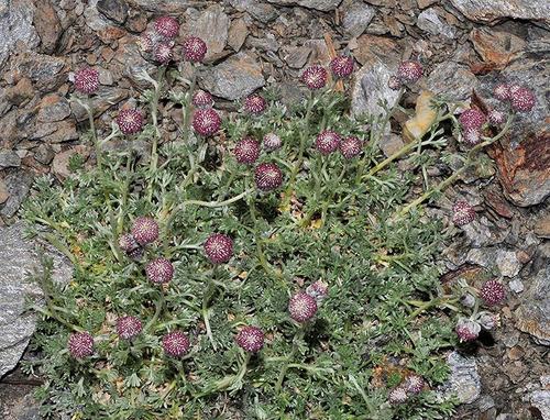 Artemisia granatensis — photo