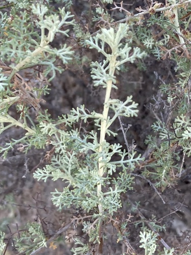 Artemisia herba-alba (White wormwood) — photo