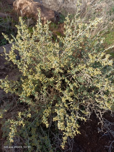 Artemisia herba-alba (White wormwood) — photo