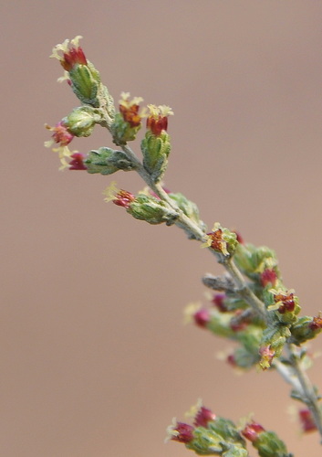 Artemisia herba-alba
