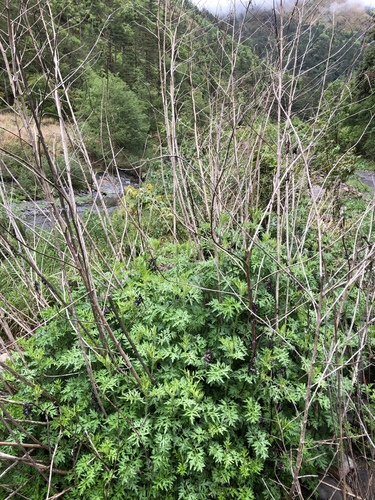 Artemisia indica (Indian mugwort) — photo