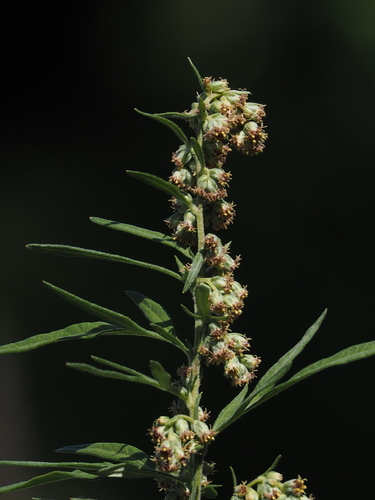 Artemisia indica (Indian mugwort) — photo