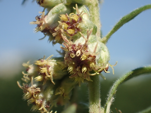 Artemisia indica