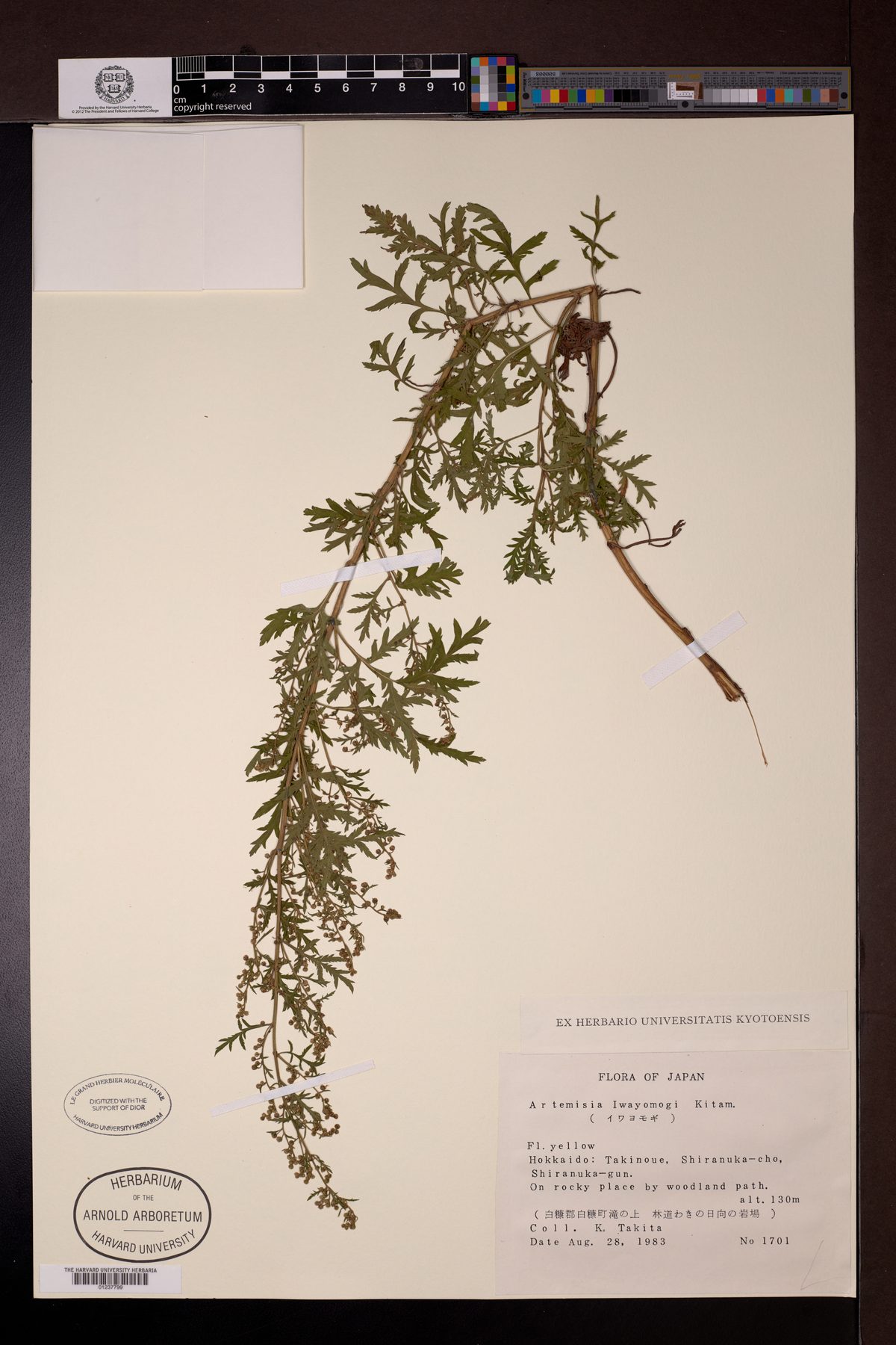 Artemisia iwayomogi — photo