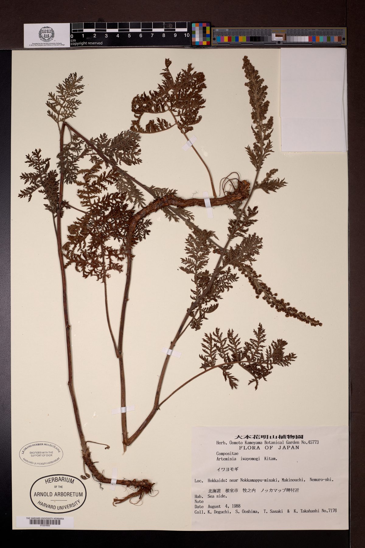 Artemisia iwayomogi