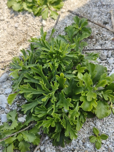 Artemisia japonica (Japanese wormwood) — photo