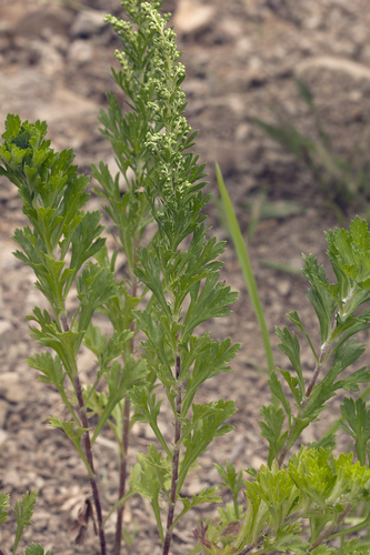 Artemisia japonica (Japanese wormwood) — photo