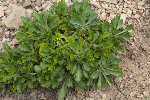 Artemisia japonica