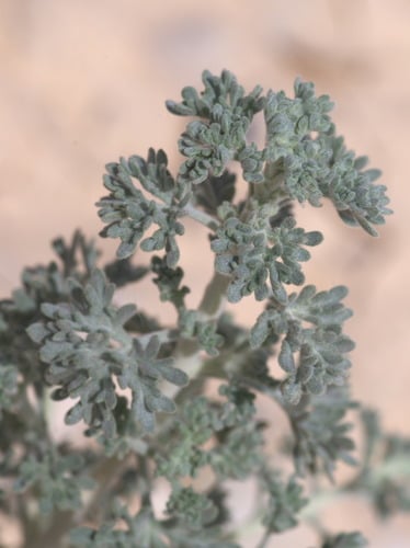Artemisia judaica