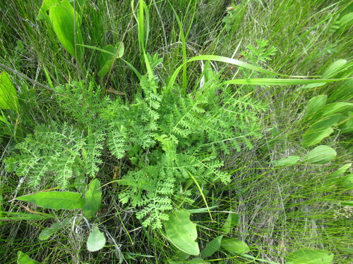Artemisia laciniata var. genuina (Dok kaeo mueang cheen) — photo
