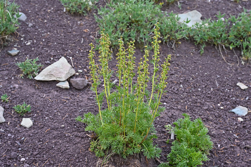 Artemisia laciniata var. genuina (Dok kaeo mueang cheen) — photo