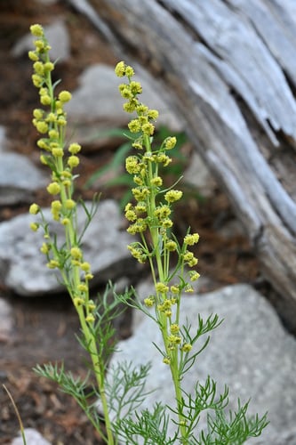 Artemisia laciniata var. genuina