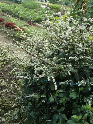 Artemisia lactiflora (Sagebrush) — photo