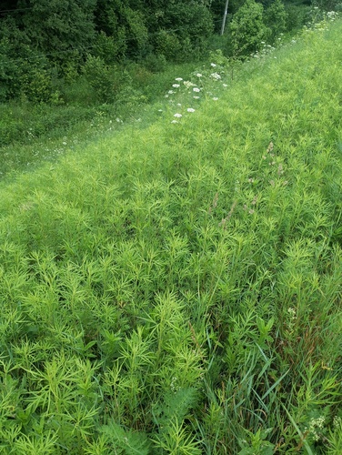 Artemisia lavandulifolia — photo