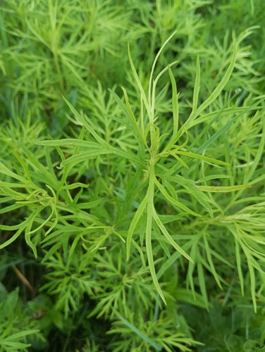 Artemisia lavandulifolia — photo
