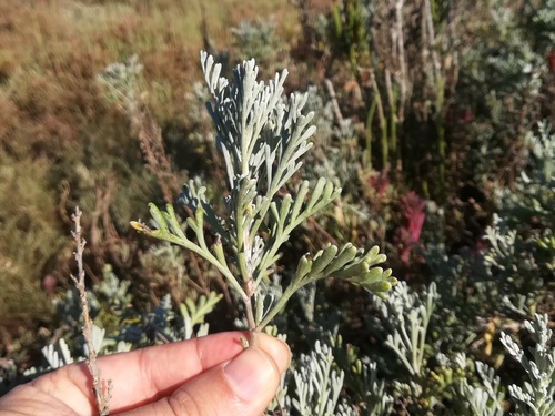 Artemisia lavandulifolia