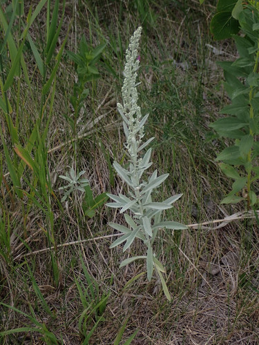 Artemisia ludoviciana (Western Mugwort) — photo