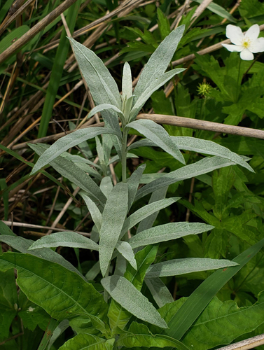 Artemisia ludoviciana (Western Mugwort) — photo