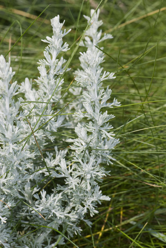 Artemisia maritima (Worm-seed) — photo