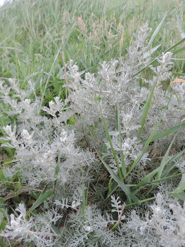 Artemisia maritima (Worm-seed) — photo