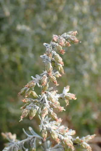 Artemisia maritima