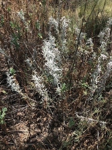 Artemisia mexicana (Mexican mugwort) — photo