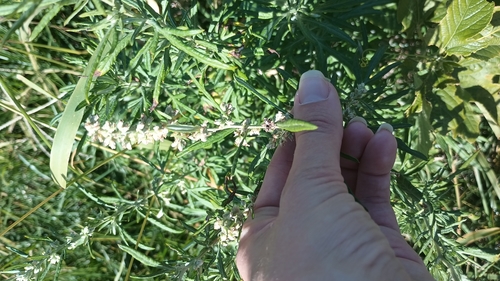 Artemisia mexicana (Mexican mugwort) — photo