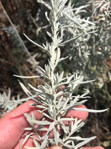 Artemisia mexicana