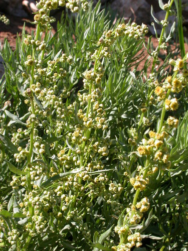 Artemisia michauxiana (Mountain sagewort) — photo